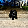 animal, bare_trees, black_dog, collar, concrete, dark, dog, evening, flash, glowing_eyes, lamp_post, leash, night, outdoor, pet, puppy, small_dog, stairs, steps, trees