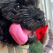 Oso joined the competition — help win amazing prizes! dog, black_dog, toy, pink_toy, close_up, pet, collar, plaid, fur, mouth, eye, indoor, playful, cute, animal, pet_accessory, chewing, focus, blurred_background, adorable