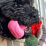 dog, black_dog, toy, pink_toy, close_up, pet, collar, plaid, fur, mouth, eye, indoor, playful, cute, animal, pet_accessory, chewing, focus, blurred_background, adorable