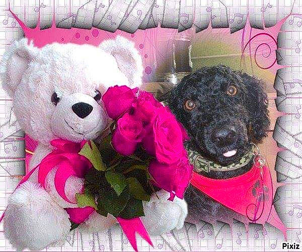 Bandit participe au concours pour gagner de l'argent avec cette photo : carnivore, collar, companion_dog, dog, dog_supply, flower, font, fur, happy, linens, magenta, pet_supply, petal, pink, purple, stuffed_toy, teddy_bear, textile, toy, violet