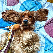 Aly participe au concours pour gagner de l'argent avec cette photo : dog, cocker_spaniel, lying_down, toy_giraffe, bed, bedding, long_ears, golden_fur, fluffy, pet, playful, fur_texture, close_up, portrait, paws, indoor, colorful_pattern, soft_blanket, relaxed, adorable