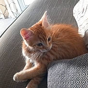 Bloom participe au concours pour gagner de l'argent avec cette photo : cat, kitten, ginger_cat, orange_fur, fluffy, pet, animal, feline, sitting, lounging, sofa, couch, cushion, indoors, home, window, curtain, cozy, paw, portrait