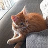 cat, kitten, ginger_cat, orange_fur, fluffy, pet, animal, feline, sitting, lounging, sofa, couch, cushion, indoors, home, window, curtain, cozy, paw, portrait