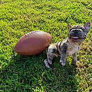 Boomer is registered to the contest to win money with this photo: french_bulldog, puppy, dog, grass, football, outdoor, sunlight, playful, tongue_out, pet, animal, cute, greenery, summer, small_dog, nature, young_dog, sports_equipment, happy, sitting