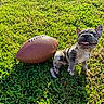 french_bulldog, puppy, dog, grass, football, outdoor, sunlight, playful, tongue_out, pet, animal, cute, greenery, summer, small_dog, nature, young_dog, sports_equipment, happy, sitting