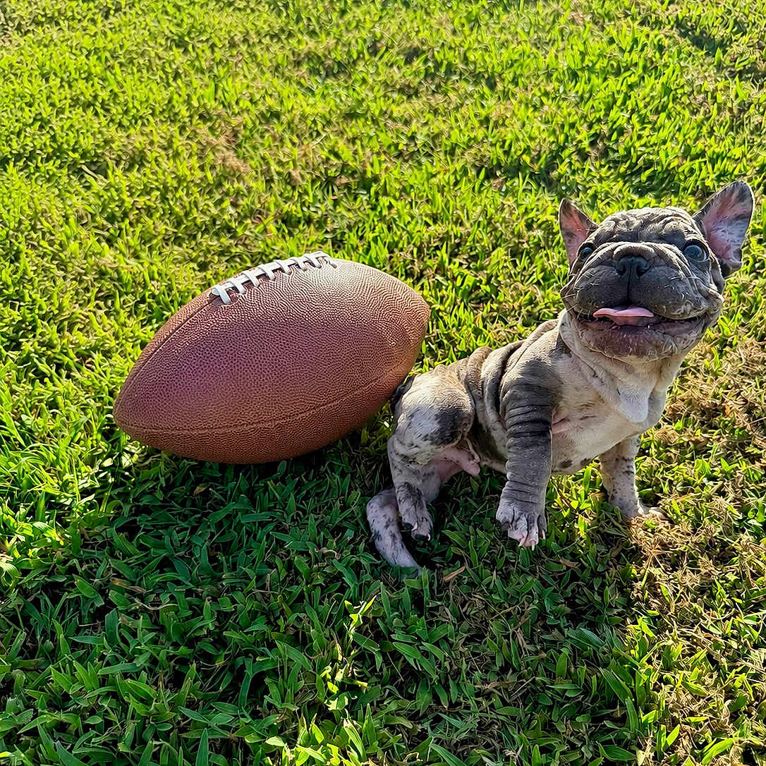 Boomer