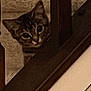 Olive is registered to the contest to win money with this photo: animal, beige, brown, cat, closeup, cozy, curious, eyes, face, fur, home, indoor, peeking, pet, quiet, stairs, tabby, watching, whiskers, wooden_bannister