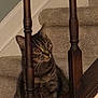 Olive joined the competition — help win amazing prizes! animal, brown, carpet, cat, closeup, curious, ears, feline, gray, household, indoor, looking, pet, quiet, sitting, staircase, striped, tabby, whiskers, wooden_railings