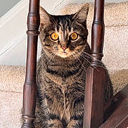 Olive is registered to the contest to win money with this photo: animal, carpet, cat, closeup, curious, cute, domestic, ears, eyes, feline, fur, house, indoor, pet, portrait, sitting, stairs, tabby, whiskers, wooden_railings