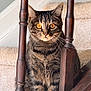 animal, carpet, cat, closeup, curious, cute, domestic, ears, eyes, feline, fur, house, indoor, pet, portrait, sitting, stairs, tabby, whiskers, wooden_railings