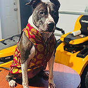 Oreo joined the competition — help win amazing prizes! dog, vest, red, gold, patterned, sitting, table, wood, indoor, yellow, vehicle, garage, pet, canine, portrait, focused, ears, paws, fur, background