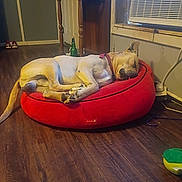 Dragon joined the competition — help win amazing prizes! animal, blinds, collar, cozy, dog, electrical_outlet, furniture, green_bottle, home, indoors, lying_down, pet, red_bed, relaxed, shelf, sleeping, tired, toy, window, wooden_floor