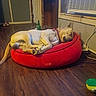 animal, blinds, collar, cozy, dog, electrical_outlet, furniture, green_bottle, home, indoors, lying_down, pet, red_bed, relaxed, shelf, sleeping, tired, toy, window, wooden_floor