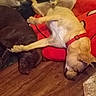 Dragon joined the competition — help win amazing prizes! animal, collar, couch, cushion, dark_dog, dog, dogs, funny_pose, home, indoor, lying_down, pet, playful, red_cushion, relaxed, sleeping, sprawled, tan_dog, upside_down, wooden_floor