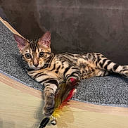 Akila participe au concours pour gagner de l'argent avec cette photo : alert, animal, bengal_cat, cat, claws, ears, eyes, fabric_surface, feather_toy, indoor, paw, pet, playful, playing, relaxed, scratcher, striped, tabby, whiskers, wooden_furniture