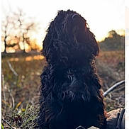 Teddy joined the competition — help win amazing prizes! dog, black_dog, curly_fur, outdoor, field, grass, sunset, sunlight, nature, animal, pet, canine, sitting, fur, backlit, portrait, animal_portrait, cute, fluffy, daylight