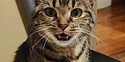 Jasmine is registered to the contest to win money with this photo: animal, cat, close_up, cute, domestic_animal, ears, feline, fur, green_eyes, indoor, indoor_lighting, looking_at_camera, mouth_open, nose, pet, portrait, sitting, striped, tabby, whiskers