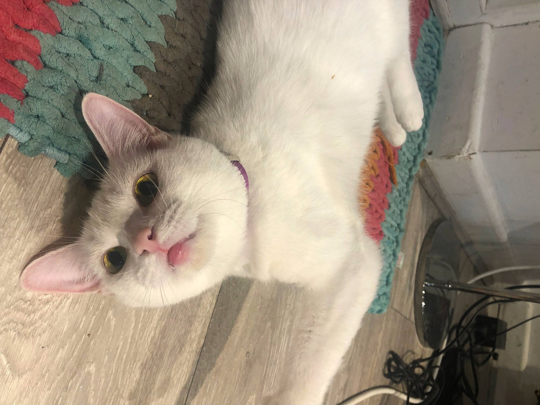 Lala joined the competition — help win amazing prizes! carnivore, cat, claw, comfort, domestic_short_haired_cat, fang, fawn, felidae, fur, paw, small_to_medium_sized_cats, snout, tail, whiskers