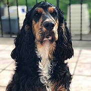Narco participe au concours pour gagner de l'argent avec cette photo : american_cocker_spaniel, dog, dog_breed, dog_breed_group, dog_like_mammal, english_cocker_spaniel, field_spaniel, picardy_spaniel, russian_spaniel, snout, spaniel, sporting_group