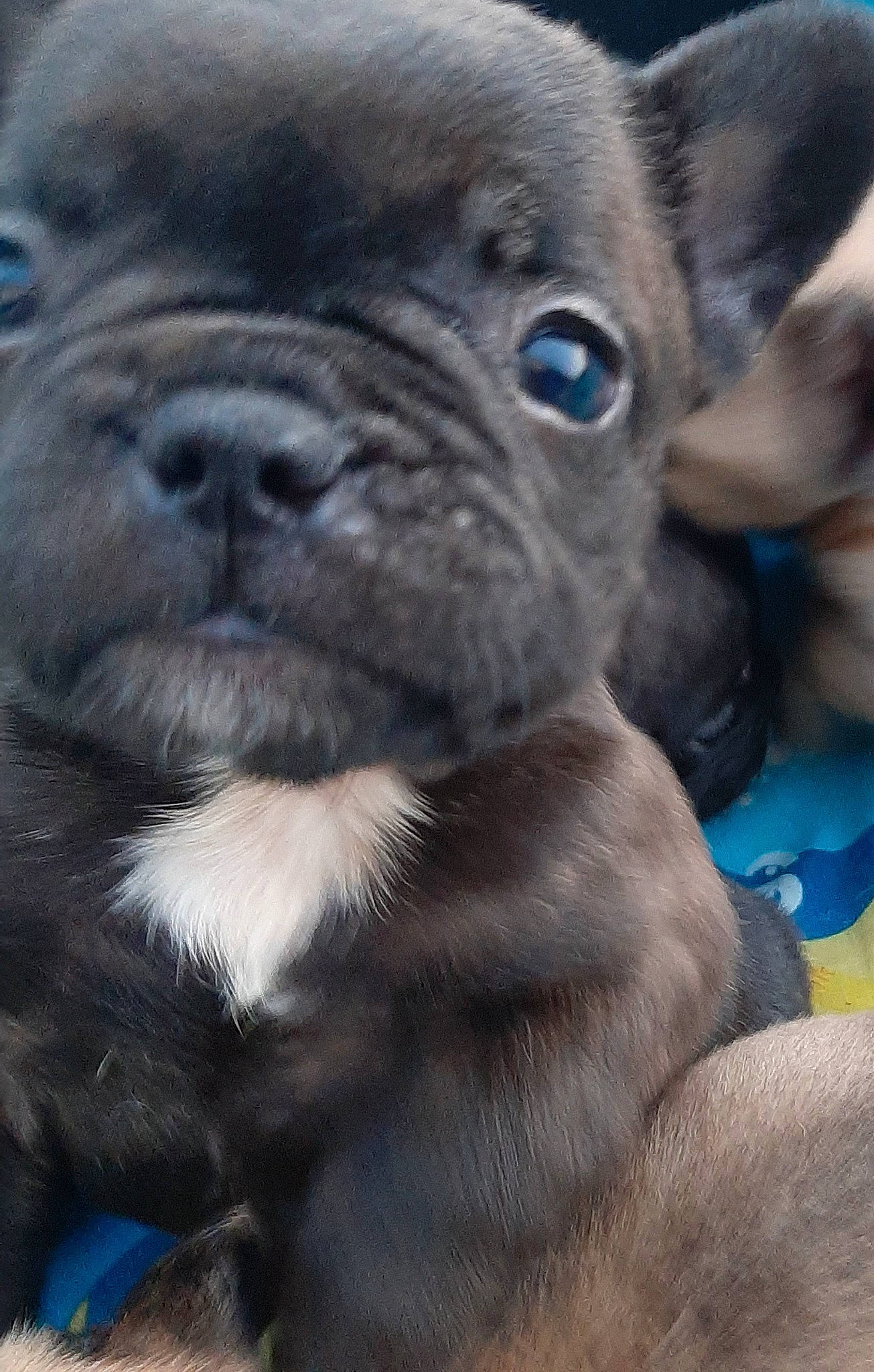 Moly participe au concours pour gagner de l'argent avec cette photo : bulldog, canidae, carnivore, companion_dog, dog, dog_breed, fawn, french_bulldog, mammal, molosser, non_sporting_group, pug, puppy, rare_breed_dog, skin, snout, sporting_group, toy_bulldog, vertebrate, whiskers