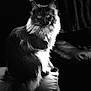 cat, long_hair, black_and_white, pet, animal, indoor, couch, furniture, portrait, sitting, fur, whiskers, ears, eyes, tail, domestic_cat, feline, leather, shadow, contrast