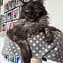 Smokie is registered to the contest to win money with this photo: cat, gray_cat, fluffy_fur, yellow_eyes, cat_perch, polka_dot, indoor, pet, relaxed, feline, animal, cozy, portrait, close_up, whiskers, ears, claws, home, wall_photos, decor