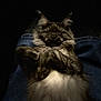 cat, sleeping, fluffy, paws, dark_background, relaxed, pet, animal, feline, cozy, lap, fur, adorable, resting, indoor, peaceful, cute, closeup, soft_light, companion