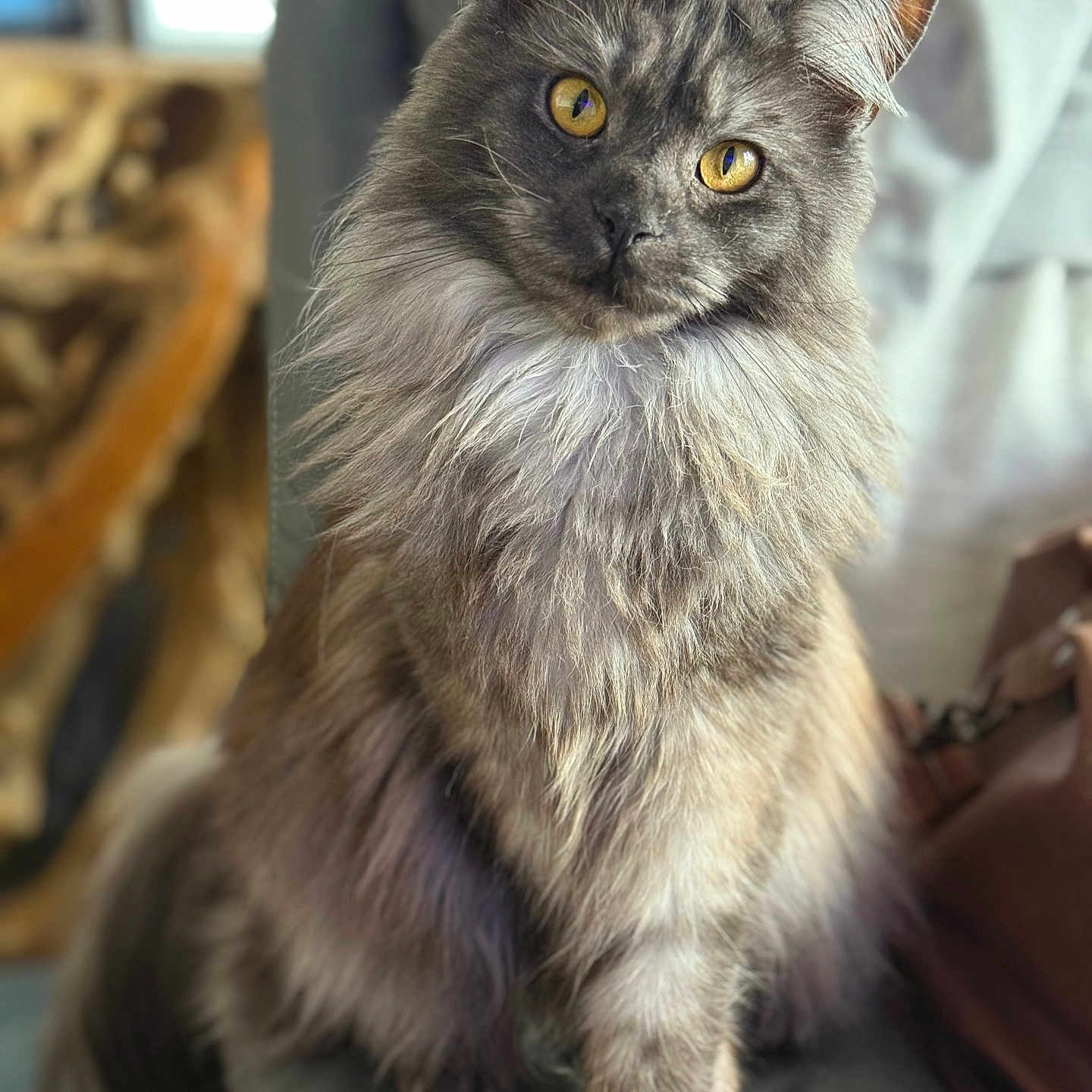 Smokie joined the competition — help win amazing prizes! animal, background_blur, cat, chair, closeup, curious, domestic_cat, ears, feline, fluffy, furry, golden_eyes, indoor, long_hair, pet, portrait, sitting, soft_light, tail, whiskers