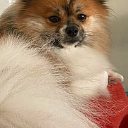 Cash is registered to the contest to win money with this photo: dog, pomeranian, fluffy, fur, red_cushion, indoor, pet, closeup, relaxed, animal, mammal, cute, face, nose, ears, whiskers, small_dog, companion, resting, cozy