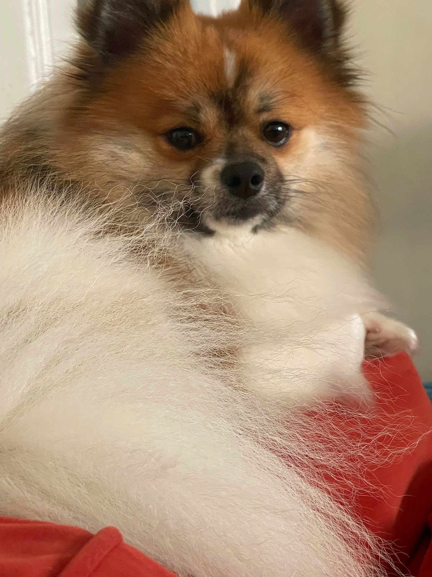 Cash is registered to the contest to win money with this photo: dog, pomeranian, fluffy, fur, red_cushion, indoor, pet, closeup, relaxed, animal, mammal, cute, face, nose, ears, whiskers, small_dog, companion, resting, cozy