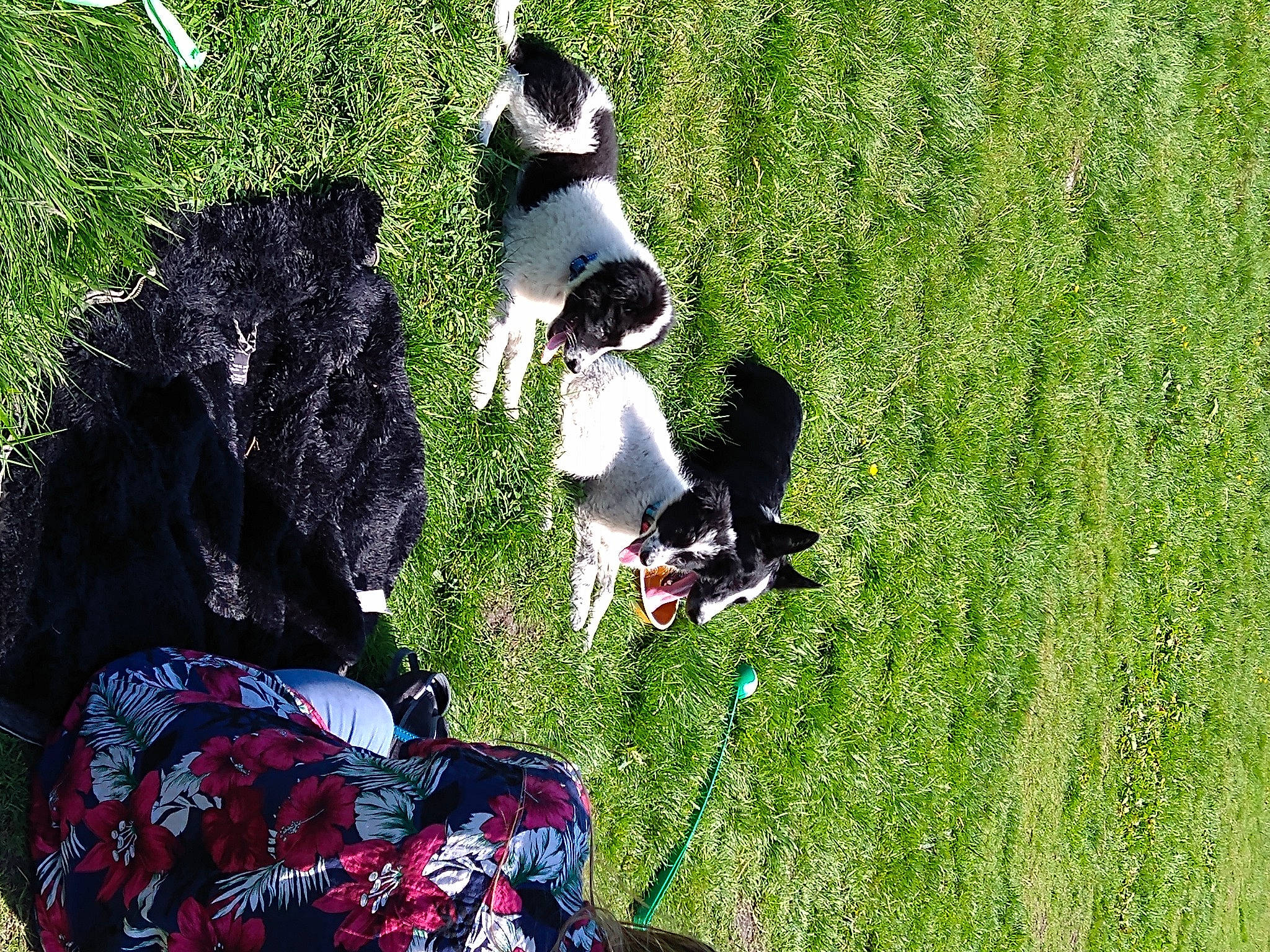 Storm is registered to the contest to win money with this photo: botany, canidae, carnivore, companion_dog, dog, dog_breed, fun, grass, grass_family, grassland, groundcover, lawn, leisure, meadow, people_in_nature, recreation, shadow, sitting, sporting_group, tail