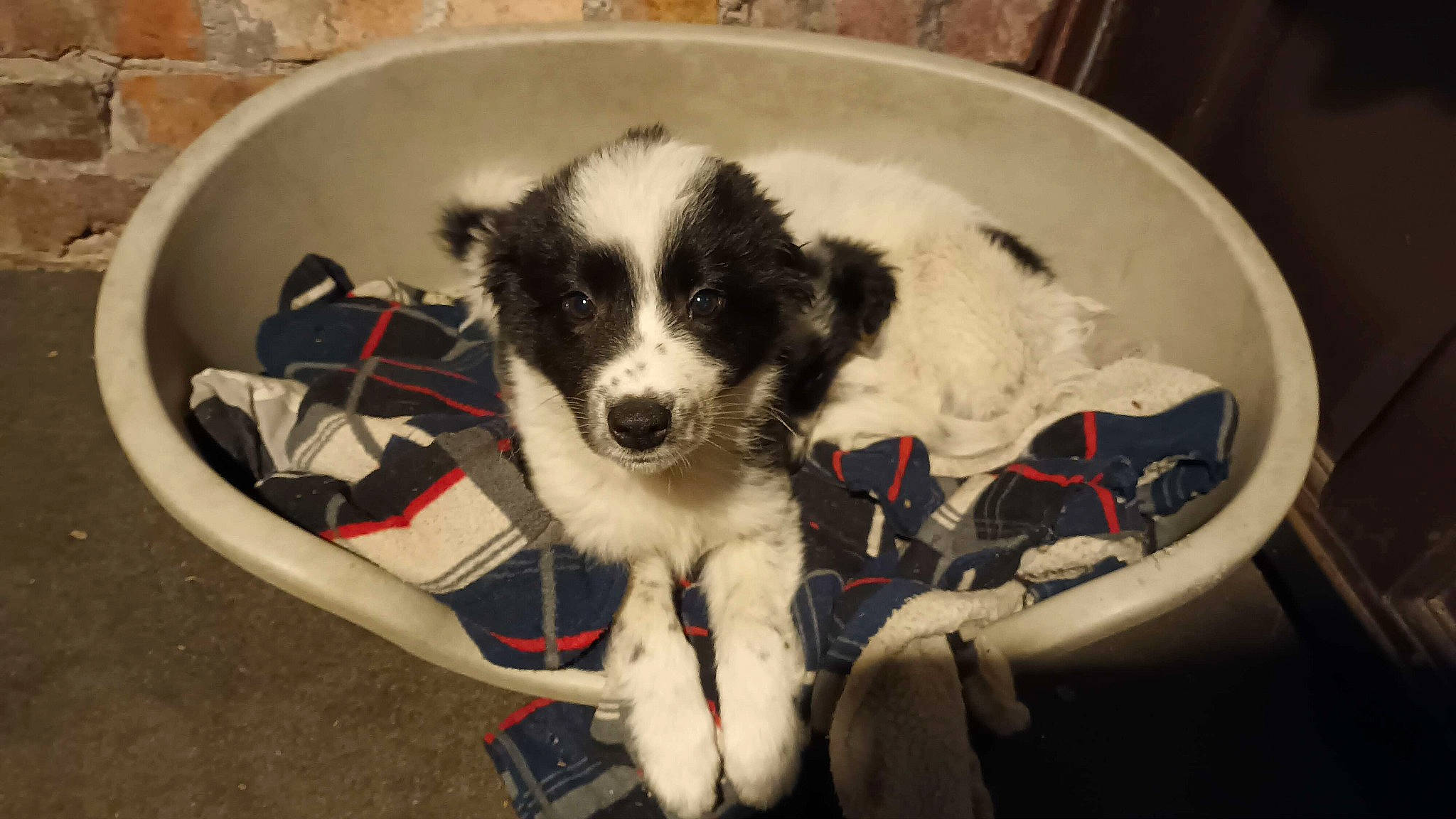 Storm is registered to the contest to win money with this photo: border_collie, canidae, carnivore, companion_dog, dog, dog_breed, dog_supply, fur, herding_dog, snout, sporting_group, terrestrial_animal, working_animal, working_dog