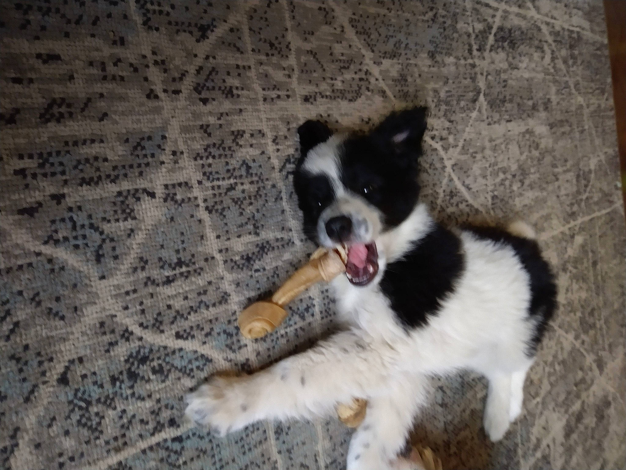 Storm joined the competition — help win amazing prizes! canidae, carnivore, companion_dog, dog, dog_breed, flooring, fur, herding_dog, non_sporting_group, puppy, snout, soil, sporting_group, tail, terrestrial_animal, toy_dog, whiskers, wood, working_animal, working_dog