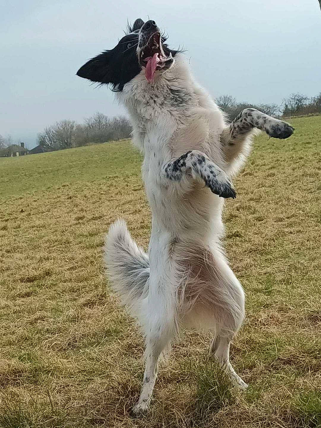 Snow joined the competition — help win amazing prizes! borzoi, canidae, carnivore, companion_dog, dog, dog_breed, dog_sports, fur, giant_dog_breed, grass, grassland, non_sporting_group, pasture, sky, sporting_group, tail, terrestrial_animal, tree, wildlife, working_dog