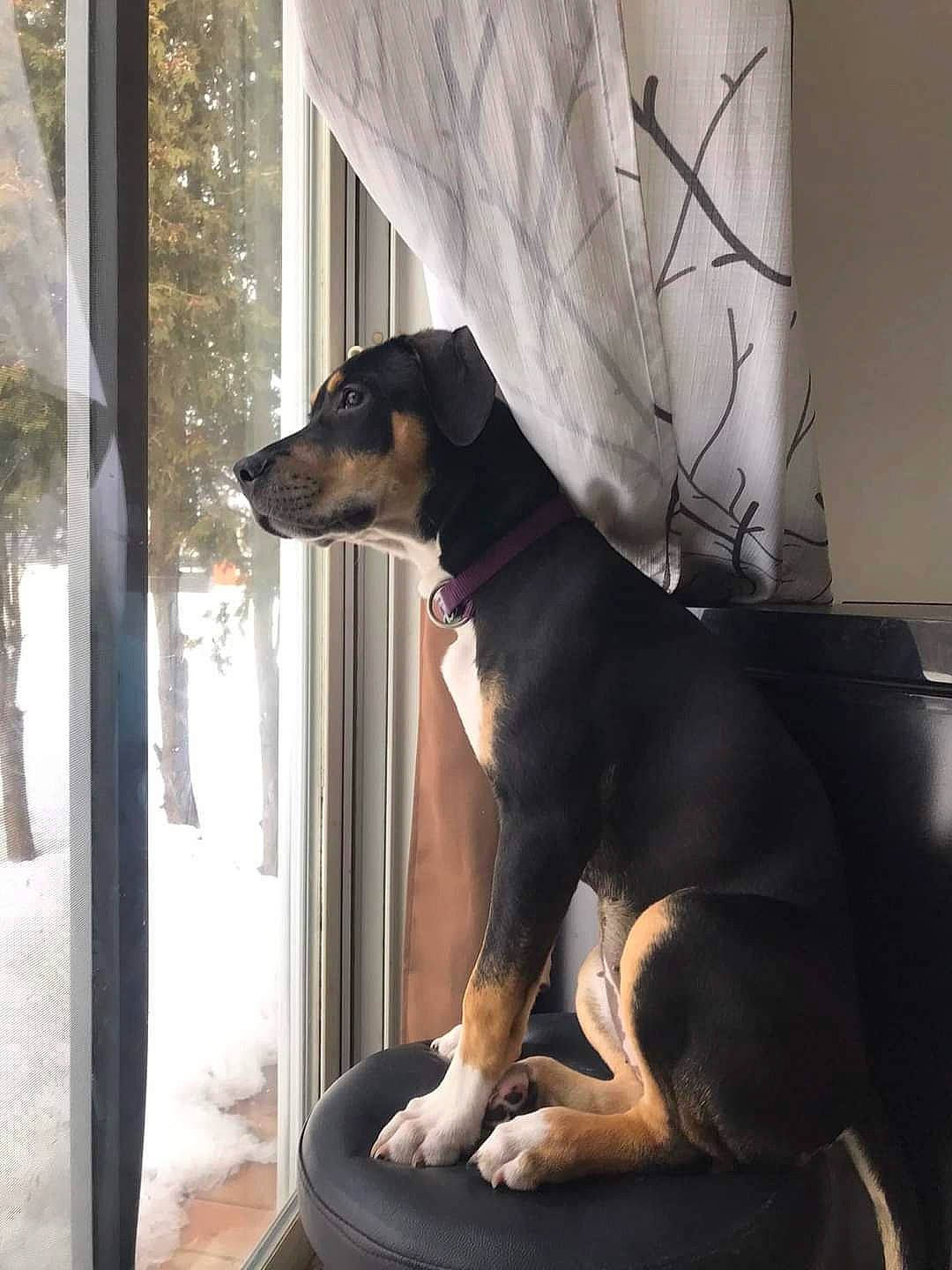 Shylow participe au concours pour gagner de l'argent avec cette photo : canidae, carnivore, comfort, companion_dog, dog, dog_breed, guard_dog, pinscher, prazsky_krysarik, sporting_group, toy_dog, window, working_animal, working_dog