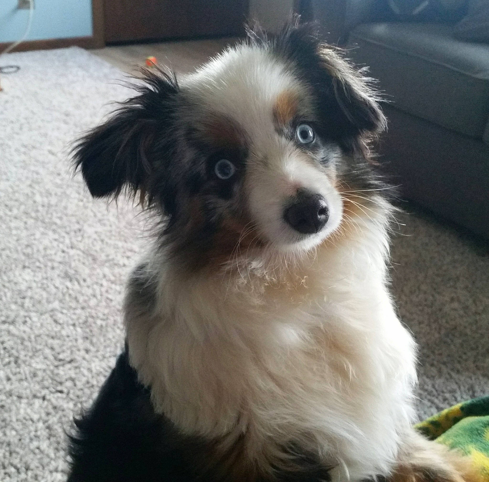 Jace is registered to the contest to win money with this photo: australian_collie, australian_shepherd, border_collie, canidae, carnivore, companion_dog, dog, dog_breed, mammal, miniature_australian_shepherd, nose, papillon, phalene, puppy, rare_breed_dog, small_greek_domestic_dog, sporting_group, toy_dog, vertebrate