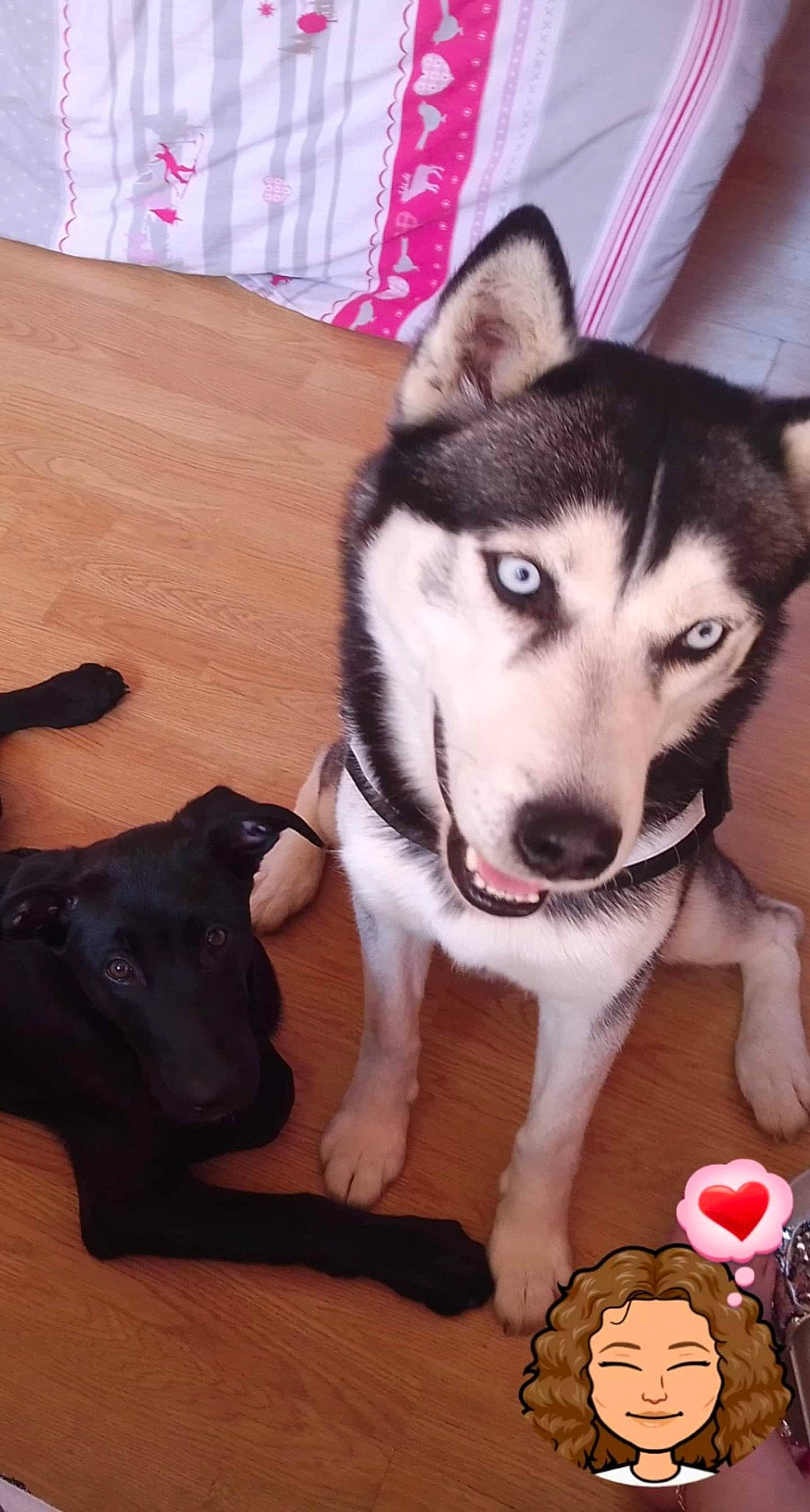 Mako participe au concours pour gagner de l'argent avec cette photo : alaskan_klee_kai, alaskan_malamute, canidae, carnivore, dog, dog_breed, east_siberian_laika, labrador_husky, mammal, miniature_siberian_husky, northern_inuit_dog, rare_breed_dog, sakhalin_husky, seppala_siberian_sleddog, siberian_husky, sled_dog, snout, tamaskan_dog, vertebrate, wolfdog