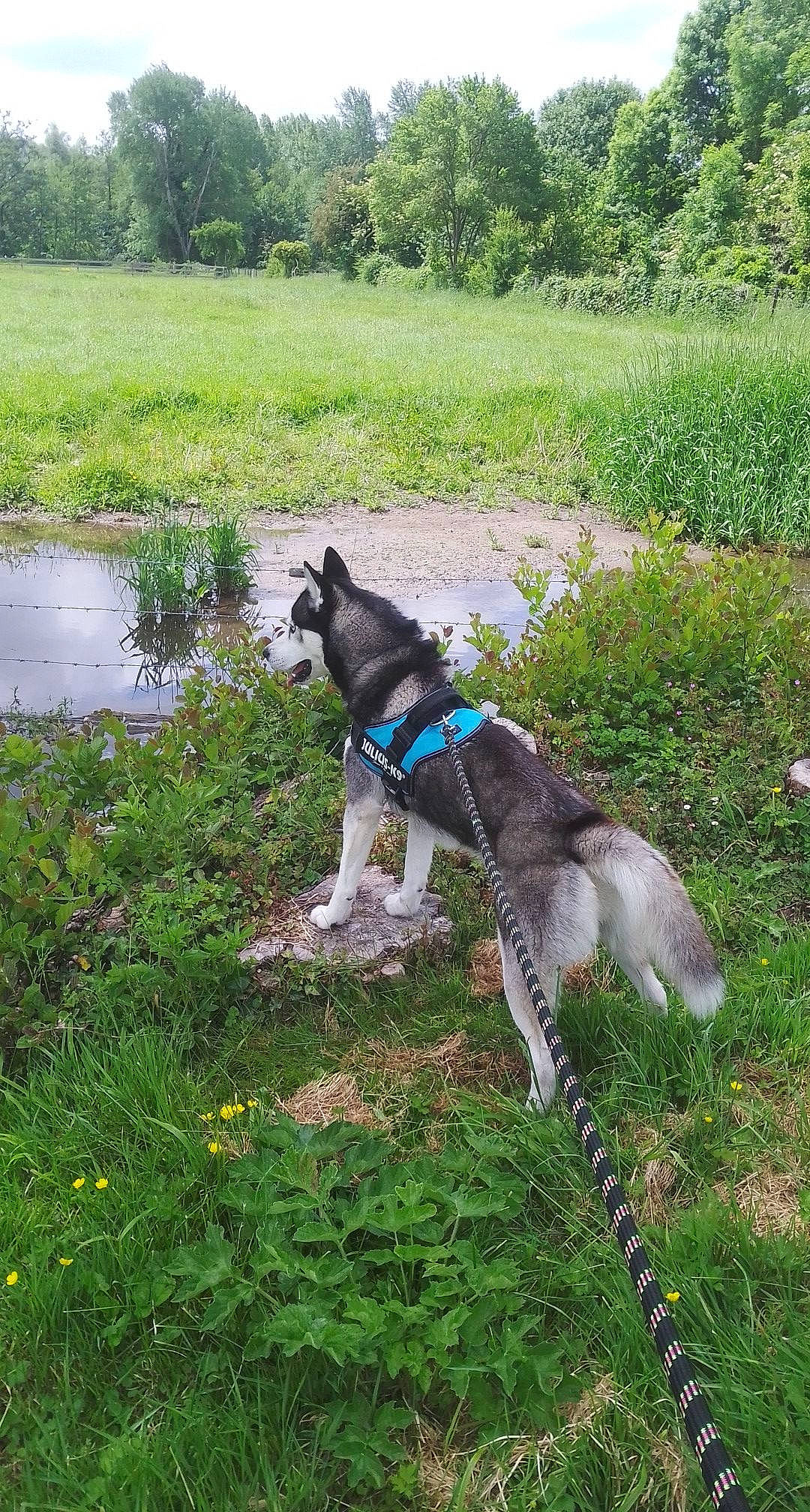 Mako participe au concours pour gagner de l'argent avec cette photo : alaskan_malamute, canidae, carnivore, dog, dog_breed, east_siberian_laika, grass, jamthund, leash, mammal, northern_inuit_dog, norwegian_elkhound, saarloos_wolfdog, siberian_husky, sled_dog, sporting_group, tail, west_siberian_laika, wolfdog, working_animal