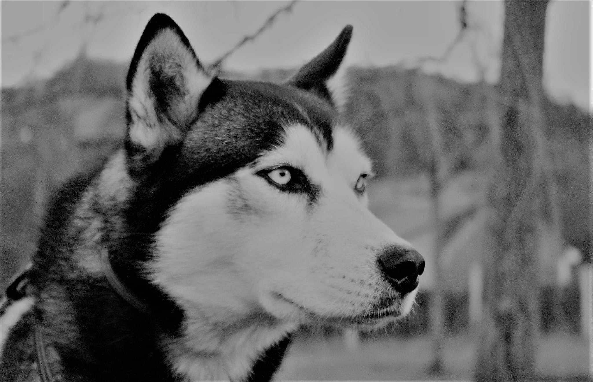 Mako a rejoint le concours — aidez-le/la à gagner de superbes lots ! alaskan_malamute, canidae, carnivore, dog, dog_breed, east_siberian_laika, mammal, miniature_siberian_husky, native_american_indian_dog, northern_inuit_dog, saarloos_wolfdog, sakhalin_husky, seppala_siberian_sleddog, siberian_husky, sled_dog, snout, tamaskan_dog, vertebrate, white, wolfdog