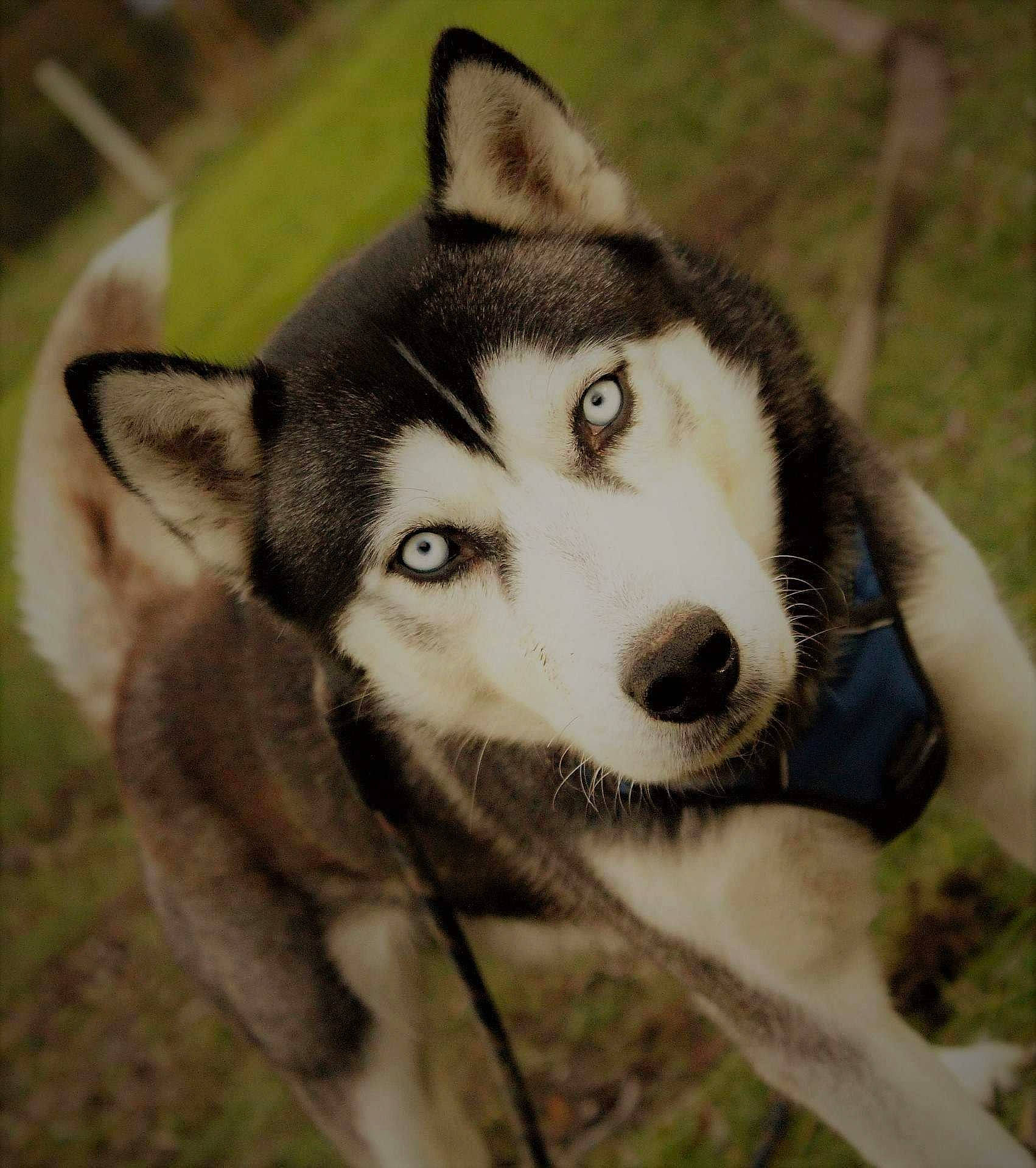 Mako a rejoint le concours — aidez-le/la à gagner de superbes lots ! alaskan_malamute, canadian_eskimo_dog, canidae, carnivore, dog, dog_breed, east_siberian_laika, eye, mammal, miniature_siberian_husky, native_american_indian_dog, northern_inuit_dog, nose, sakhalin_husky, seppala_siberian_sleddog, siberian_husky, sled_dog, snout, vertebrate, wolfdog