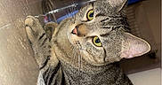 Cali participe au concours pour gagner de l'argent avec cette photo : cat, tabby, indoor, glass, yellow_eyes, curious, resting, table, television, blurred_background, feline, animal, pet, cozy, looking_up, texture, domestic, whiskers, ears, close_up