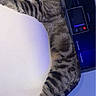 Cali participe au concours pour gagner de l'argent avec cette photo : cat, tabby, sleeping, stretching, indoor, white_surface, feline, pet, fur, whiskers, relaxed, domestic_animal, striped, kitchen, cabinet, appliance, blue_light, cozy, resting, animal