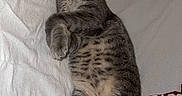 Inna a rejoint le concours — aidez-le/la à gagner de superbes lots ! cat, tabby, sleeping, resting, pet, feline, animal, cozy, indoor, blanket, white, paw, tail, cute, domestic, fur, relaxed, comfort, bed, peaceful