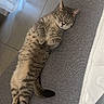 Inna a rejoint le concours — aidez-le/la à gagner de superbes lots ! cat, tabby, lying_down, relaxed, indoor, mat, floor, tile, curtain, window, pet, animal, feline, resting, cozy, soft_light, home, cute, striped, whiskers