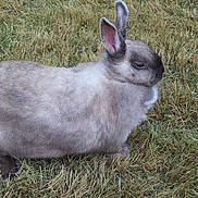 Grisette a rejoint le concours — aidez-le/la à gagner de superbes lots !