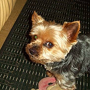 Atchoum participe au concours pour gagner de l'argent avec cette photo :