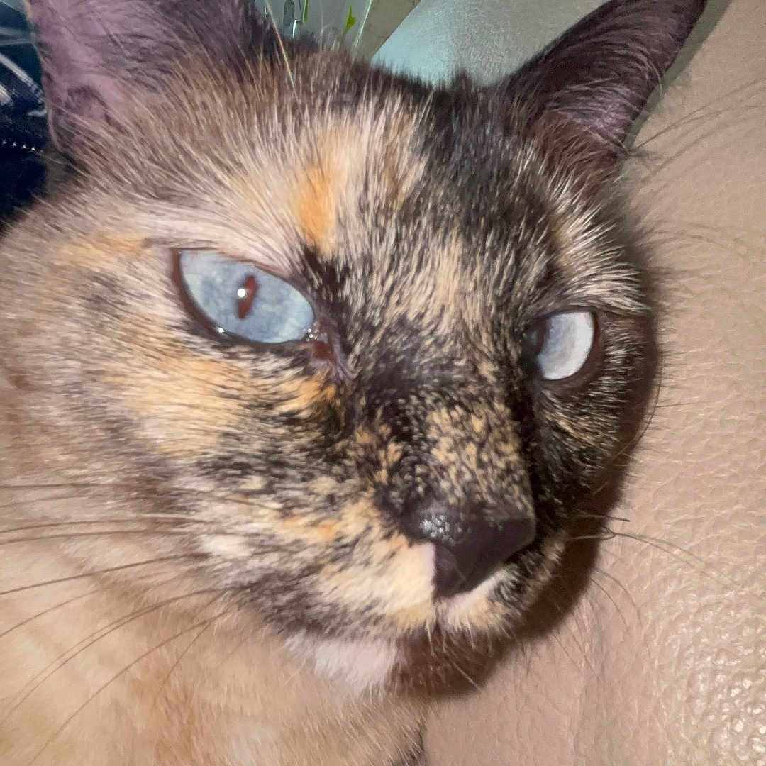 Tillie The Love Bug is registered to the contest to win money with this photo: animal, blue_eyes, calm, cat, close_up, cozy, curious, domestic_cat, ears, feline, fur, indoor, lamp, leather_surface, mottled_face, pet, portrait, resting, whiskers, window