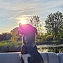 Newt joined the competition — help win amazing prizes! dog, sunset, boat, water, trees, nature, outdoor, animal, pet, sun, sky, landscape, reflection, grass, collar, sitting, peaceful, scenic, backlit, canine