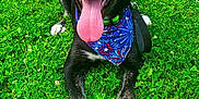 Newt joined the competition — help win amazing prizes! dog, black_dog, white_paws, bandana, blue_bandana, grass, green_grass, tongue_out, happy_dog, pet, outdoor, summer, playful, animal, canine, leash, nature, close_up, portrait, one_ear_up