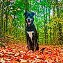 dog, autumn, leaves, forest, nature, outdoor, animal, black_dog, white_chest, tongue_out, sitting, trees, fall, colorful, season, canine, happy, scenery, woods, daylight